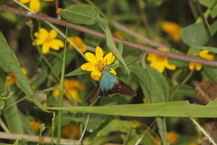 Thorybes egregius egregius