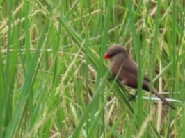 Black-lored Waxbill (Estrilda nigriloris) photo