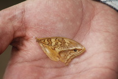 Opsiphanes boisduvallii
