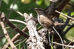 Campylorhynchus jocosus