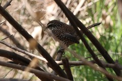 Campylorhynchus jocosus