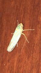 Ferrariana trivittata