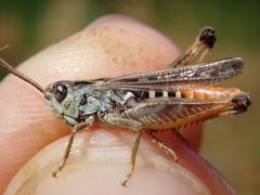 Omocestus haemorrhoidalis