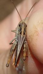 Omocestus haemorrhoidalis