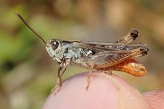 Omocestus haemorrhoidalis