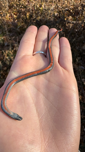 Red-bellied Snake photographed in Wisconsin