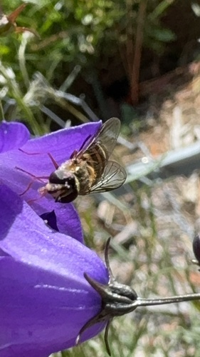 Unknown species found near Ohio, US