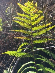 Dryopteris celsa