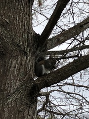 Sciurus carolinensis