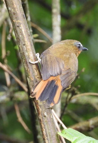 White-bellied Robin-Chat (Cossyphicula roberti), photo 3