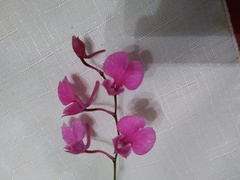 Comparettia falcata falcata