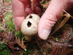 Lycoperdon nettyanum