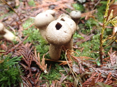 Lycoperdon nettyanum