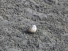 Clibanarius eurysternus