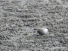 Clibanarius eurysternus