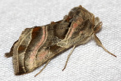 Euchalcia variabilis