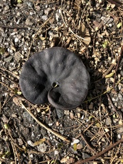 Enterolobium