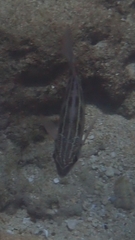 Scolopsis lineata