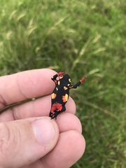 Montevideo Redbelly Toad photo 3