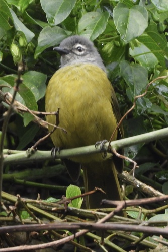 Kikuyu Mountain Greenbul (Arizelocichla kikuyuensis), photo 6