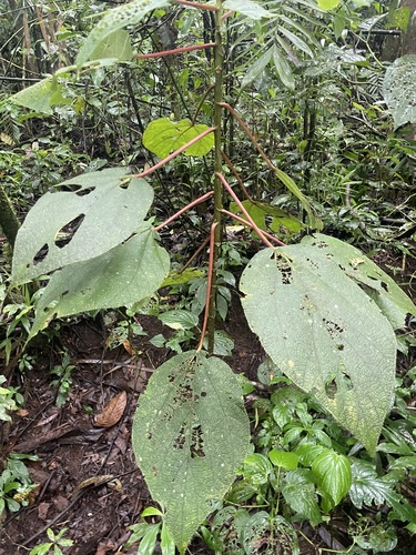 Urera fenestrata