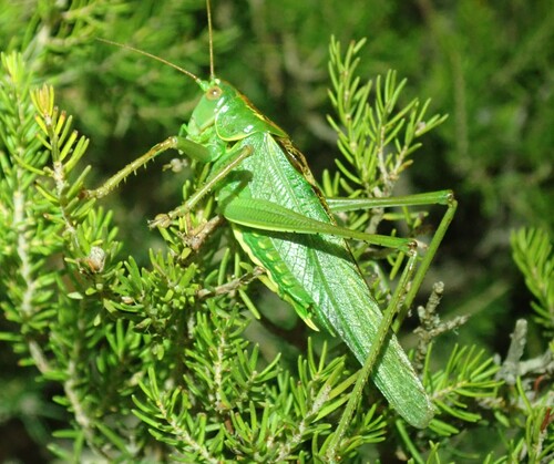 Sardinian Green Bush-cricket