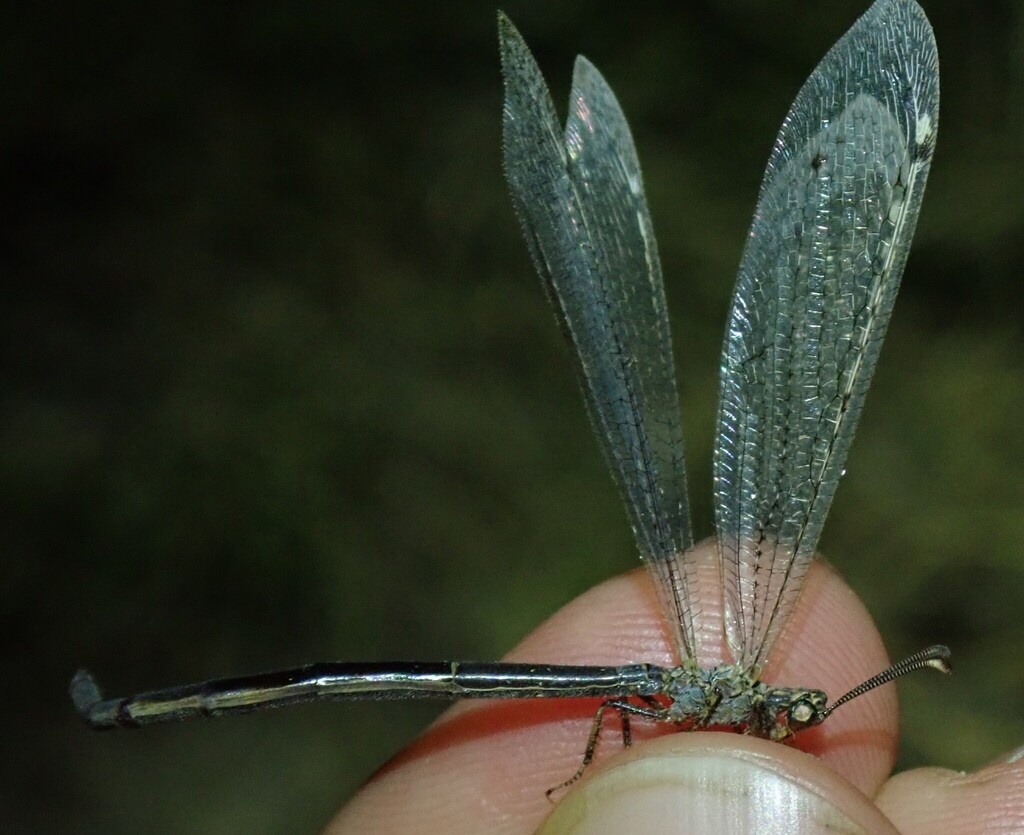 Creoleon corsicus