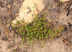 Lotononis filiformis