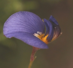 Lotononis filiformis