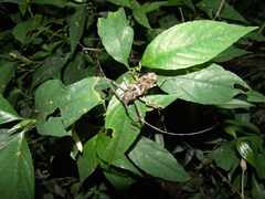 Macropophora accentifer