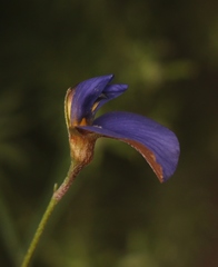 Lotononis filiformis