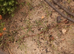 Lotononis filiformis