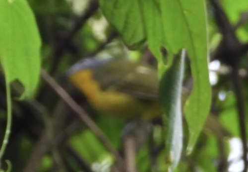 Many-colored Bushshrike (Chlorophoneus multicolor)