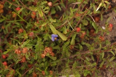 Lotononis filiformis