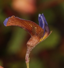 Lotononis filiformis