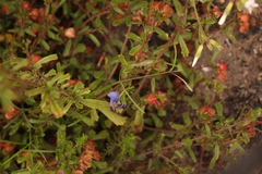 Lotononis filiformis