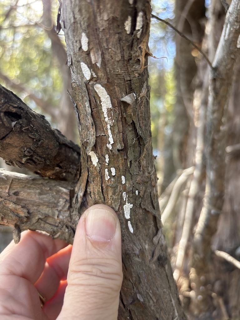 Dendrothele nivosa · November 2025 · photo: © sambiology (iNaturalist, cc-by)