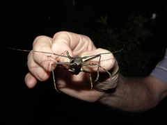 Macropophora accentifer