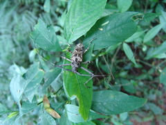 Macropophora accentifer