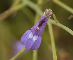 Lobelia linearis