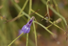 Lobelia linearis