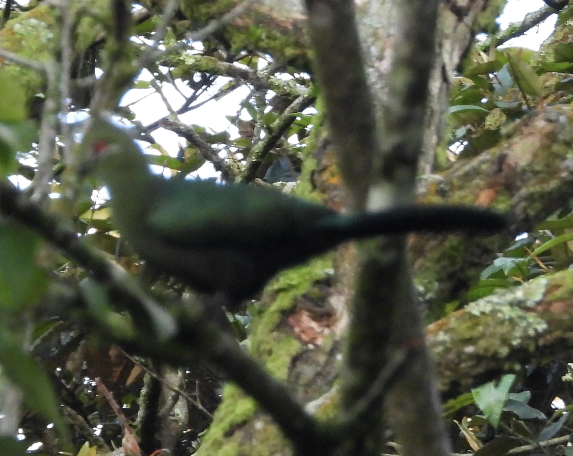 Black-billed Turaco (Tauraco schuettii), photo 2