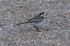 Motacilla alba