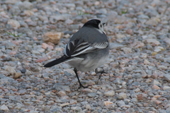 Motacilla alba