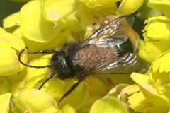 Chaetodactylus krombeini