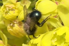 Chaetodactylus krombeini