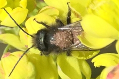 Chaetodactylus krombeini