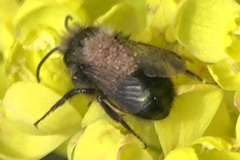 Chaetodactylus krombeini