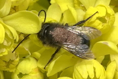 Chaetodactylus krombeini