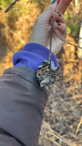 Unknown species found near Finland, MN, US